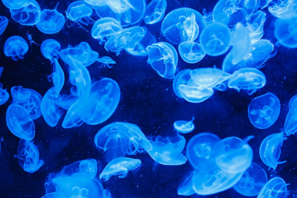 SURVIVAL OF MICROORGANISMS IN PACKAGED DRINKING WATER